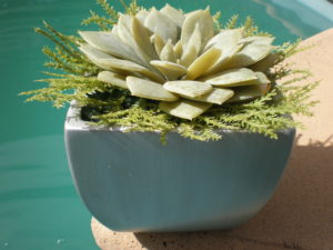 succulent in pot